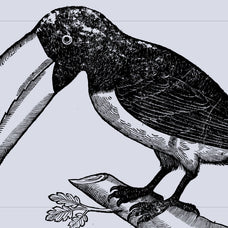Birds of the World Illustrations