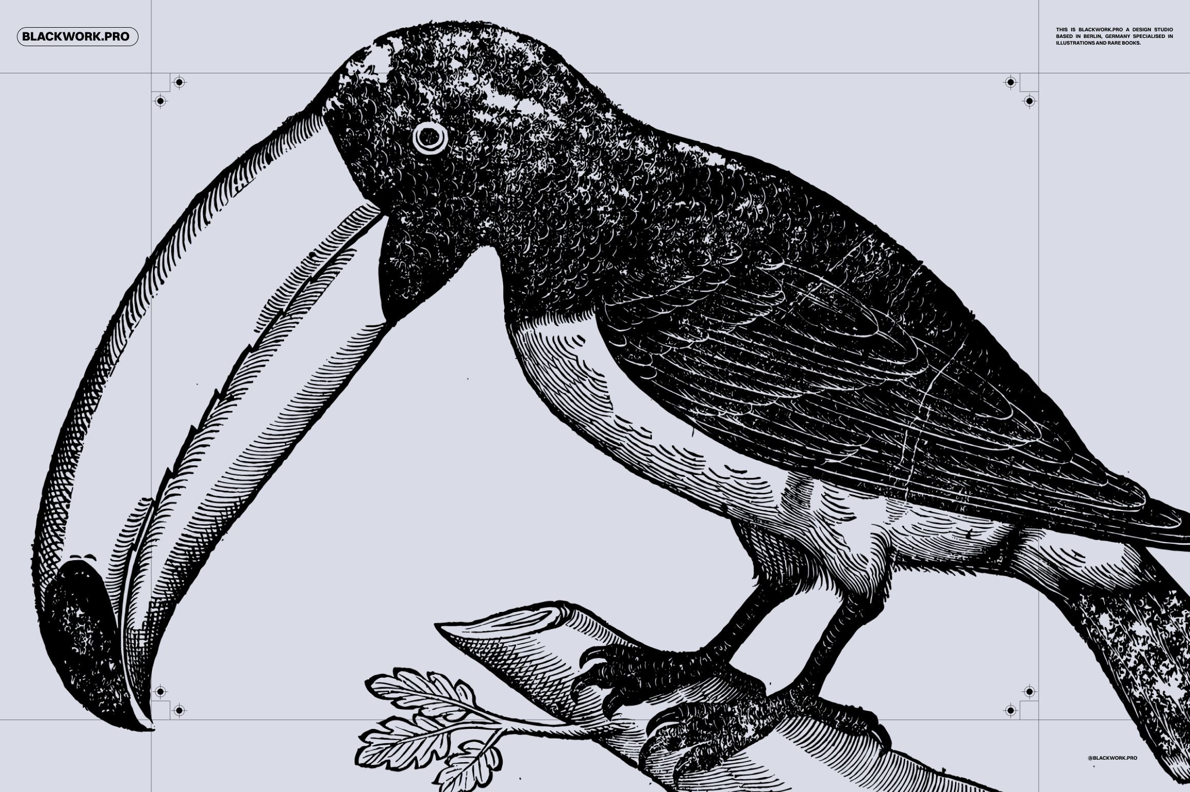 Birds of the World Illustrations