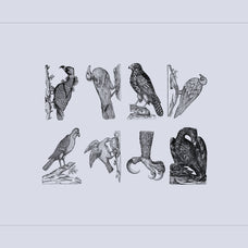 Birds of the World Illustrations