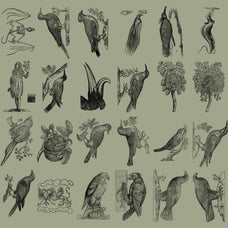 Birds of the World Illustrations