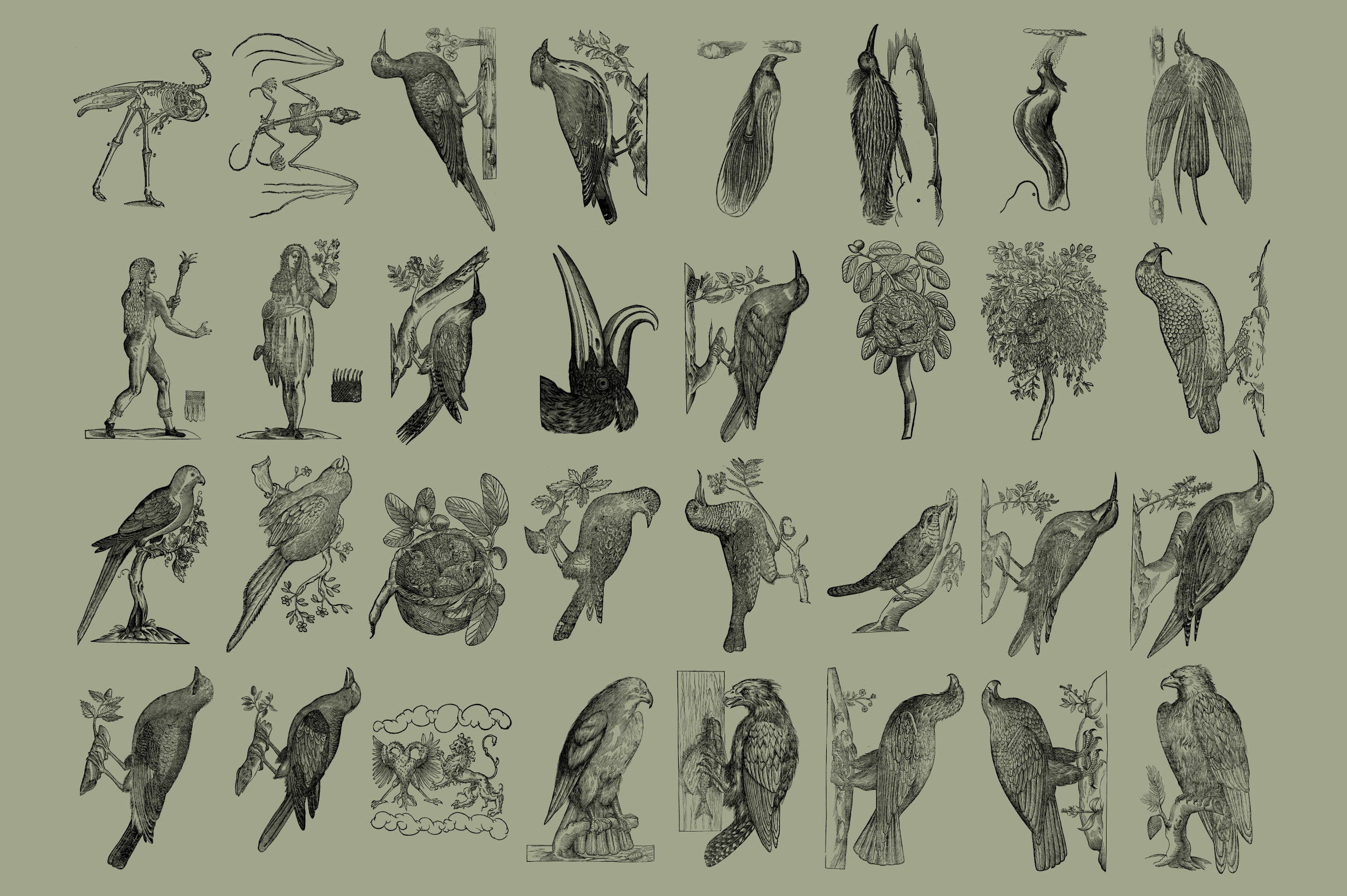 Birds of the World Illustrations