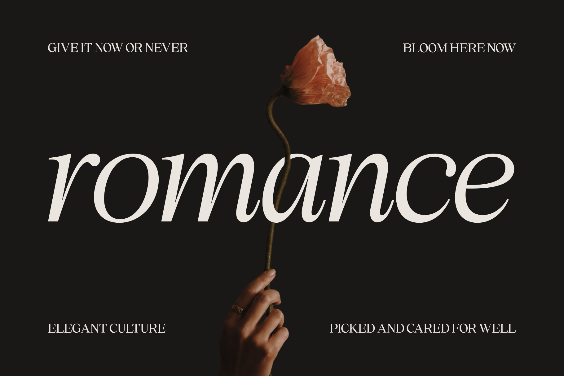 chelory-marvadesign-7.png