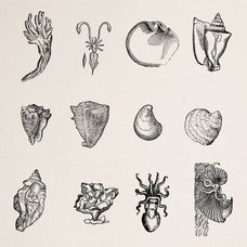 Creatures of the Reef