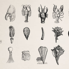 Creatures of the Reef