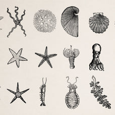 Creatures of the Reef