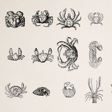 Creatures of the Reef