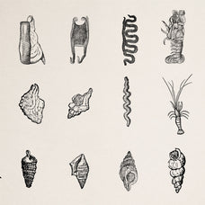 Creatures of the Reef