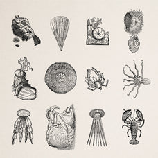 Creatures of the Reef