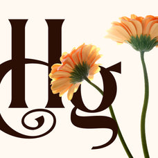 dionara-luxury-elegant-stylish-serif-font-rasio-std-3.jpg