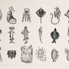 Fantastic Beasts