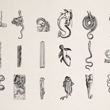 Fantastic Beasts