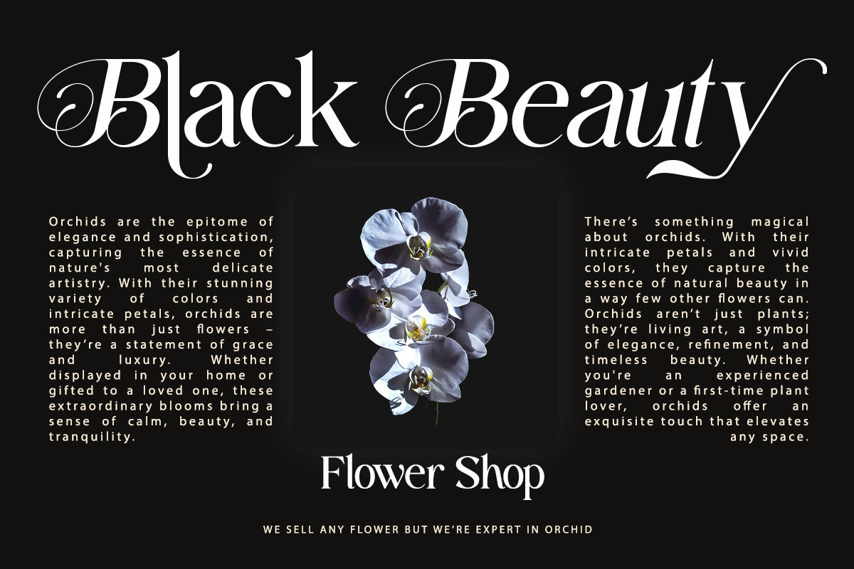 fastelar-luxury-fashion-serif-font-say-studio-10.png