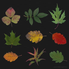 foliage-pack-v1-gfx-database-2.jpg