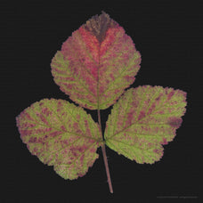 foliage-pack-v1-gfx-database-3.jpg
