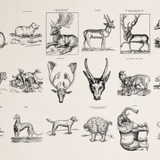 Four Footed Beasts
