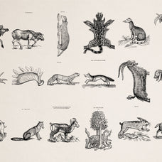 Four Footed Beasts
