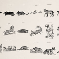Four Footed Beasts