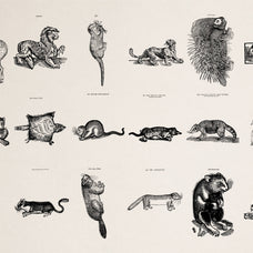 Four Footed Beasts