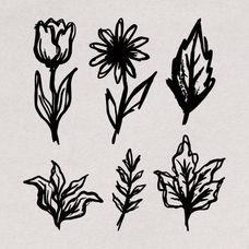 hand-drawn-botanical-illustrations-60-unique-vector-elements-designimento-5.png