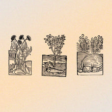 Herbarium Medieval Botany Collection