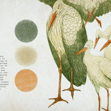 Lithography Procreate Kit | Birds