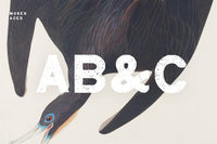 Moses Display Grotesque Typeface