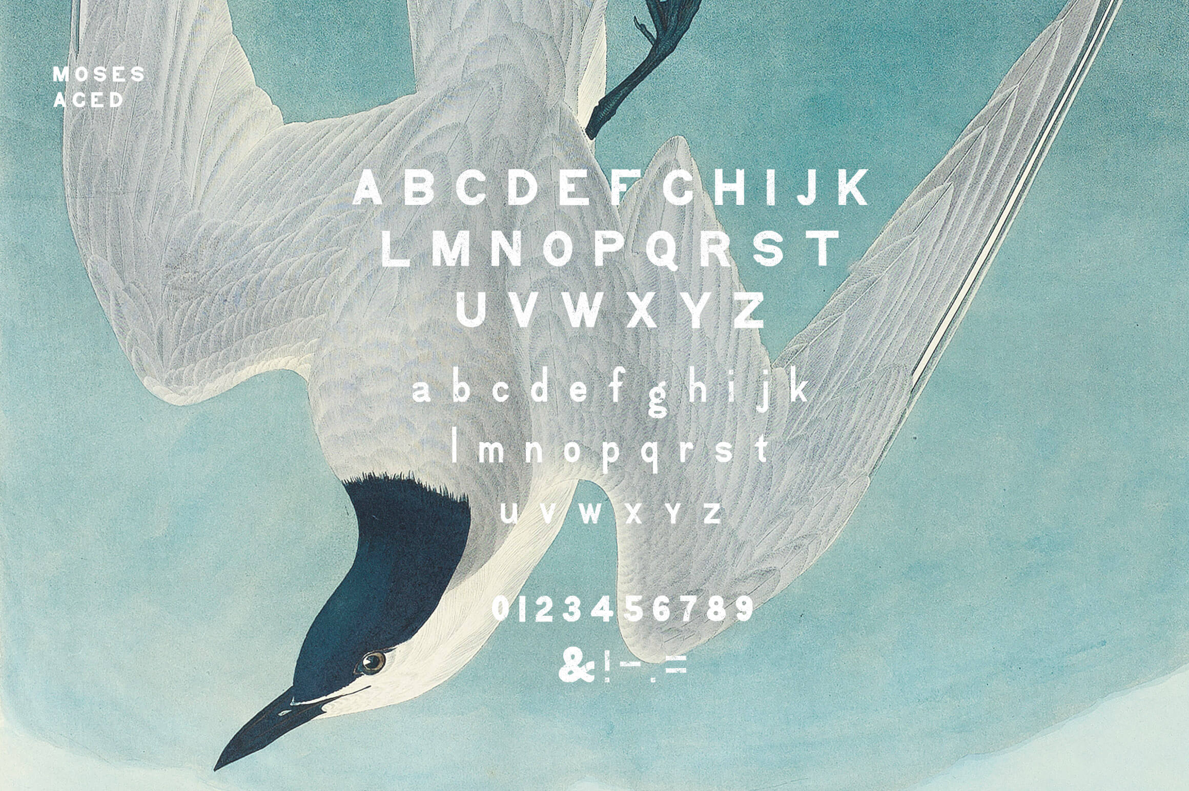 Moses Display Grotesque Typeface