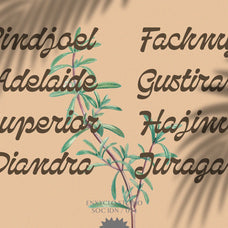 NCL Qanproy Woldriug - Modern Casual Elegant Script