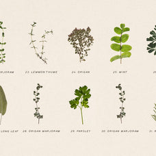 Pressed Aromatic Dry Herbs Vol.3