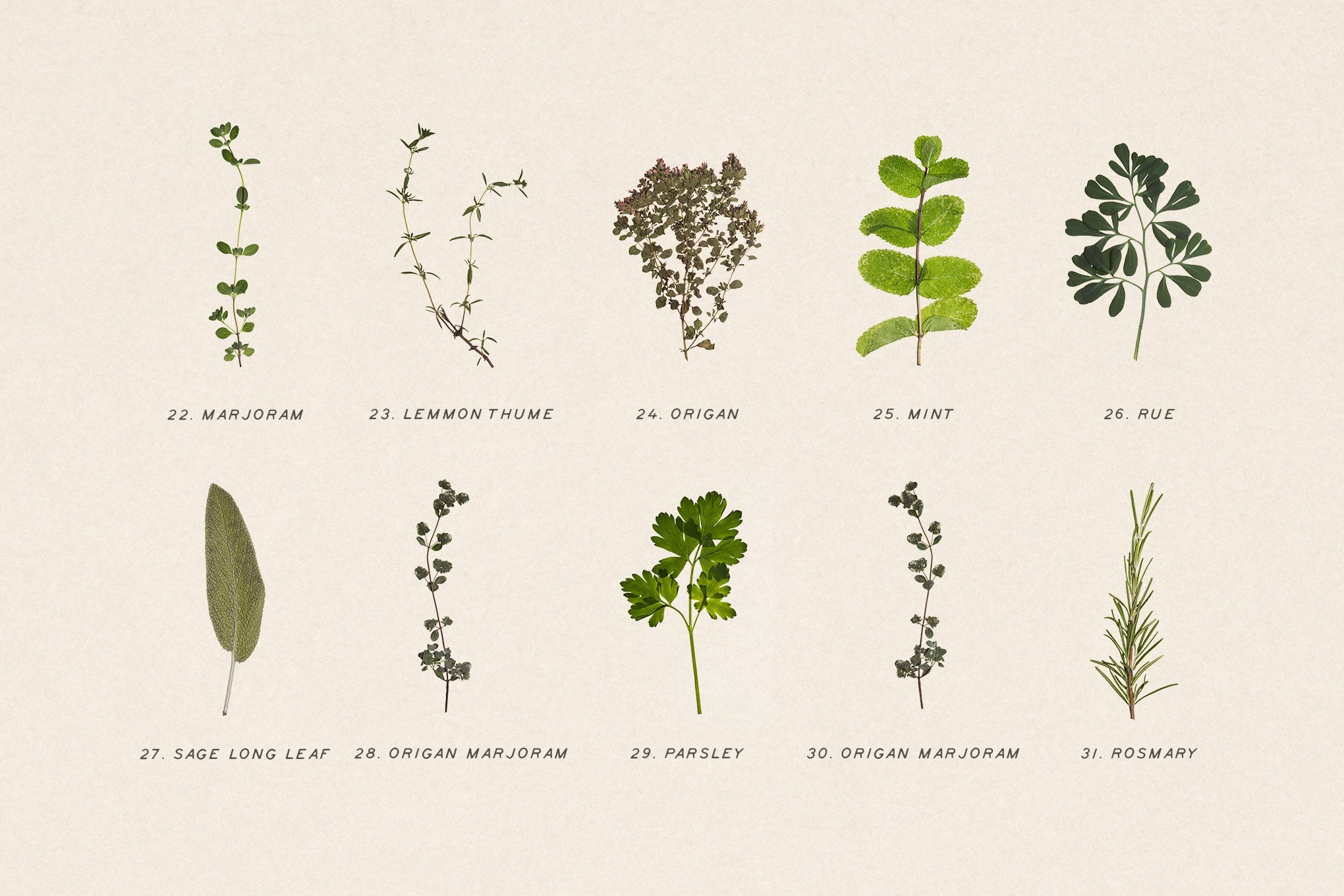 Pressed Aromatic Dry Herbs Vol.3