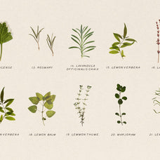 Pressed Aromatic Dry Herbs Vol.3