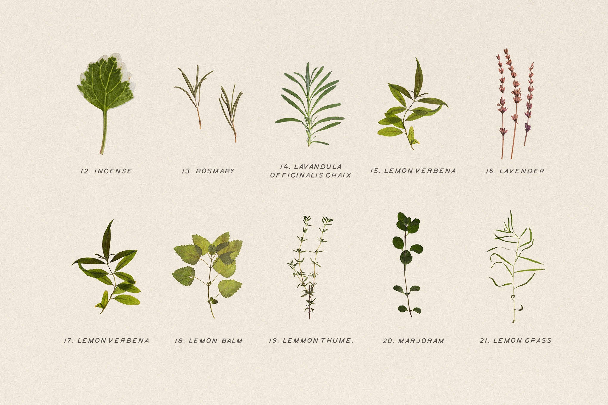 Pressed Aromatic Dry Herbs Vol.3