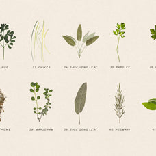 Pressed Aromatic Dry Herbs Vol.3
