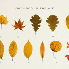 Pressed Autumn Leaves Vol.4