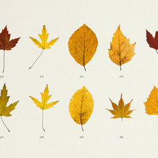 Pressed Autumn Leaves Vol.4