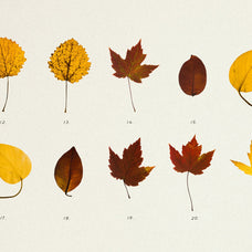 Pressed Autumn Leaves Vol.4