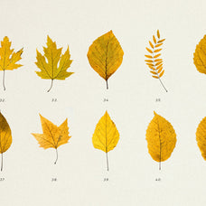 Pressed Autumn Leaves Vol.4