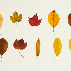 Pressed Autumn Leaves Vol.4