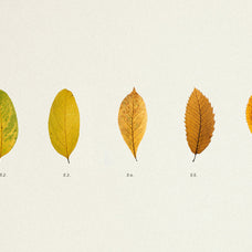 Pressed Autumn Leaves Vol.4