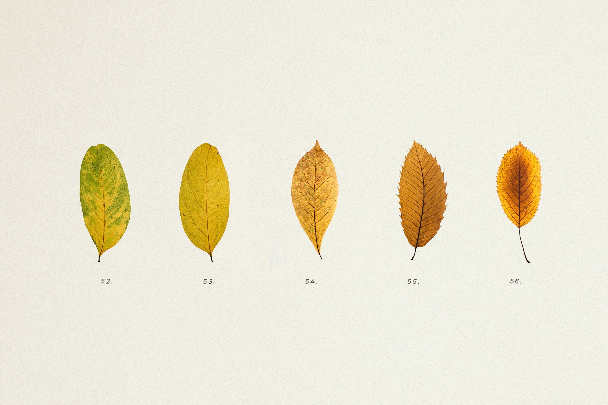 Pressed Autumn Leaves Vol.4