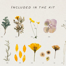 Pressed Dry Flowers & Herbs Vol.1