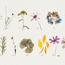 Pressed Dry Flowers & Herbs Vol.1