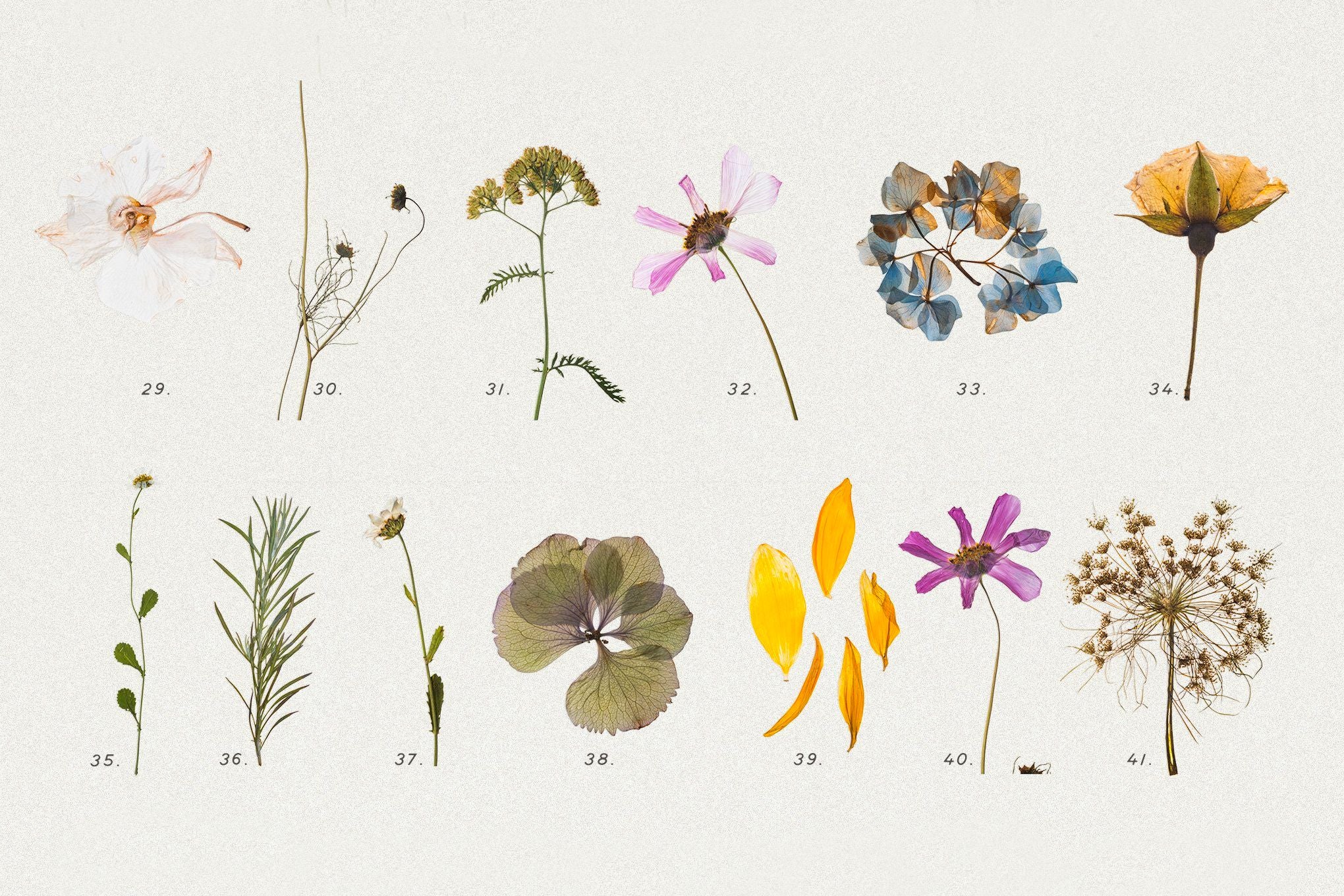 Pressed Dry Flowers & Herbs Vol.1