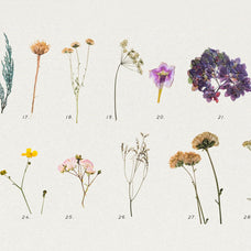 Pressed Dry Flowers & Herbs Vol.1