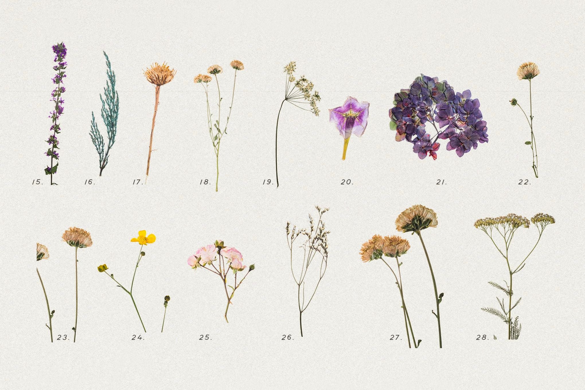 Pressed Dry Flowers & Herbs Vol.1