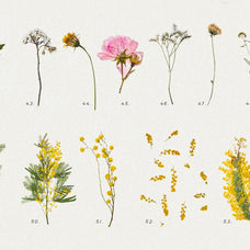 Pressed Dry Flowers & Herbs Vol.1