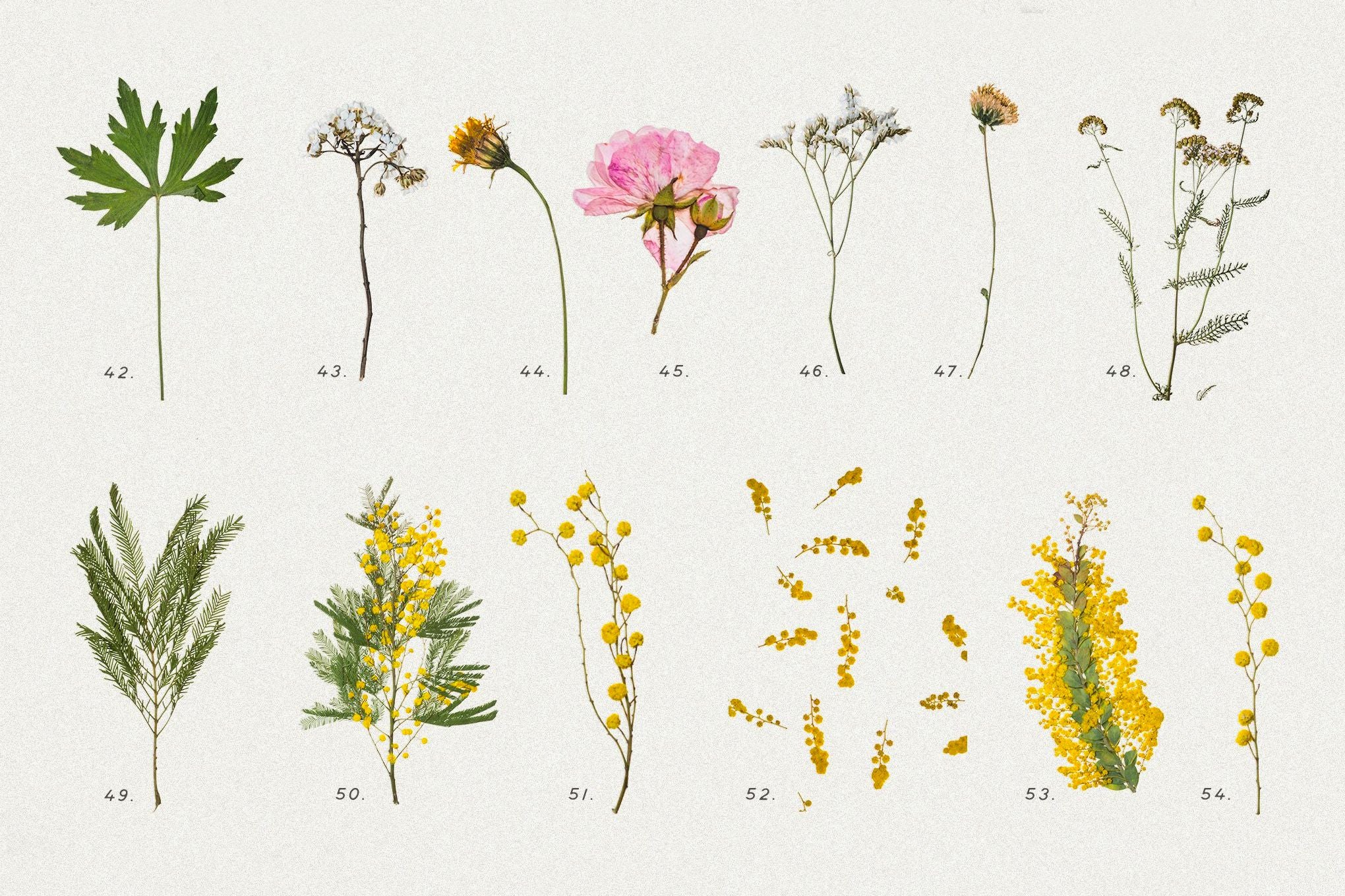 Pressed Dry Flowers & Herbs Vol.1