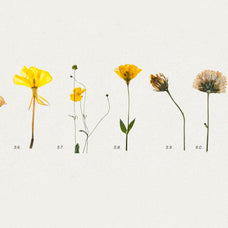 Pressed Dry Flowers & Herbs Vol.1