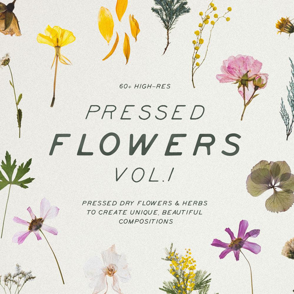 Pressed Dry Flowers & Herbs Vol.1