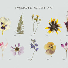Pressed Dry Flowers & Herbs Vol.2